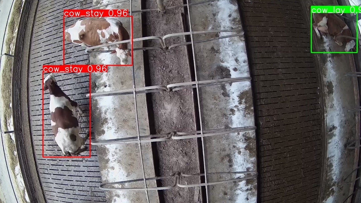 Detekce aktivity skotu ve stájovém prostoru s malým množstvím sledovaných objektů