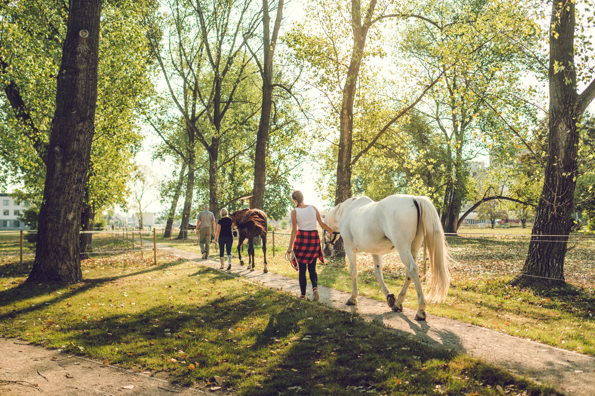 Koně (Horses)