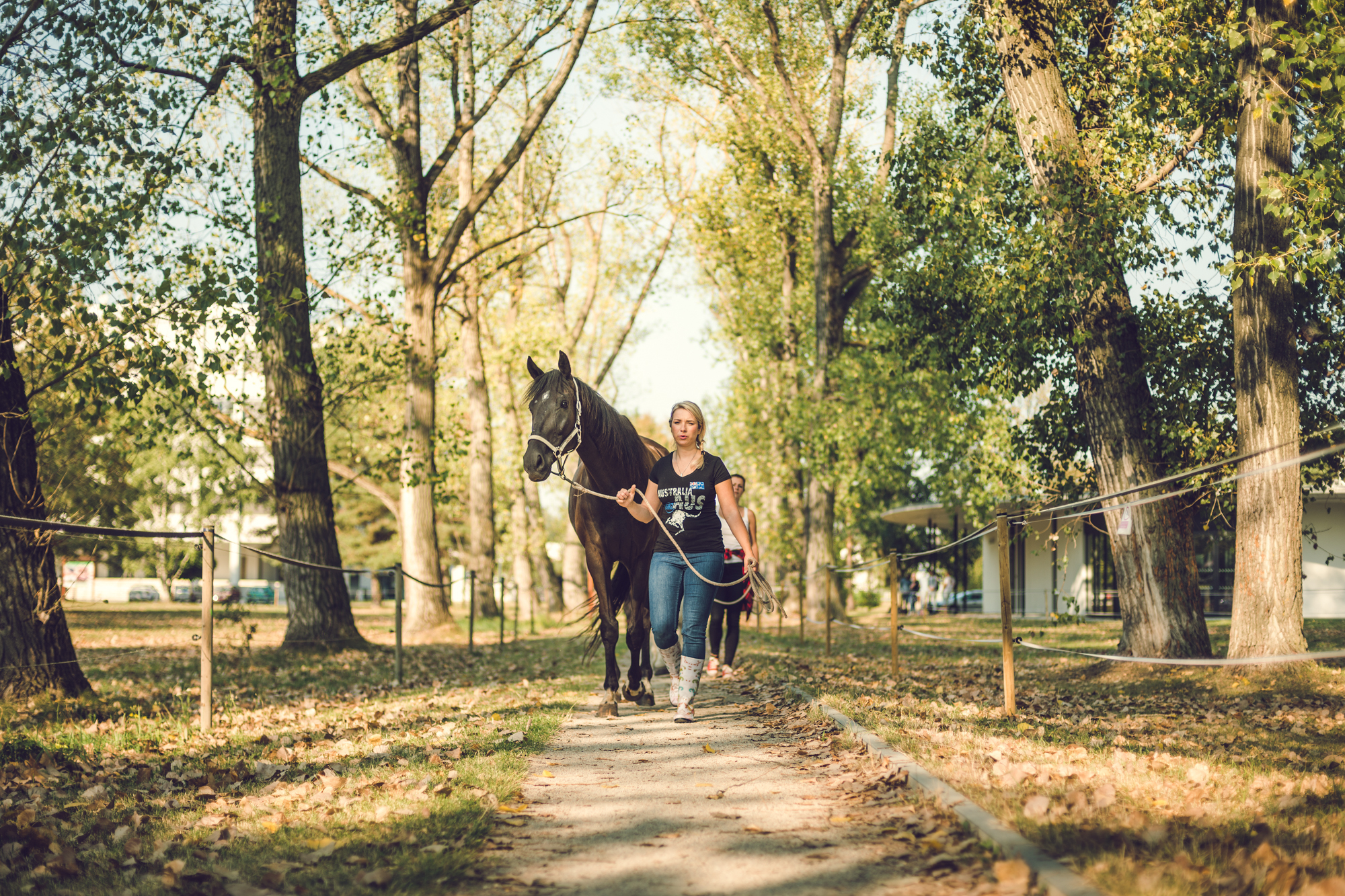 Koně (Horses)