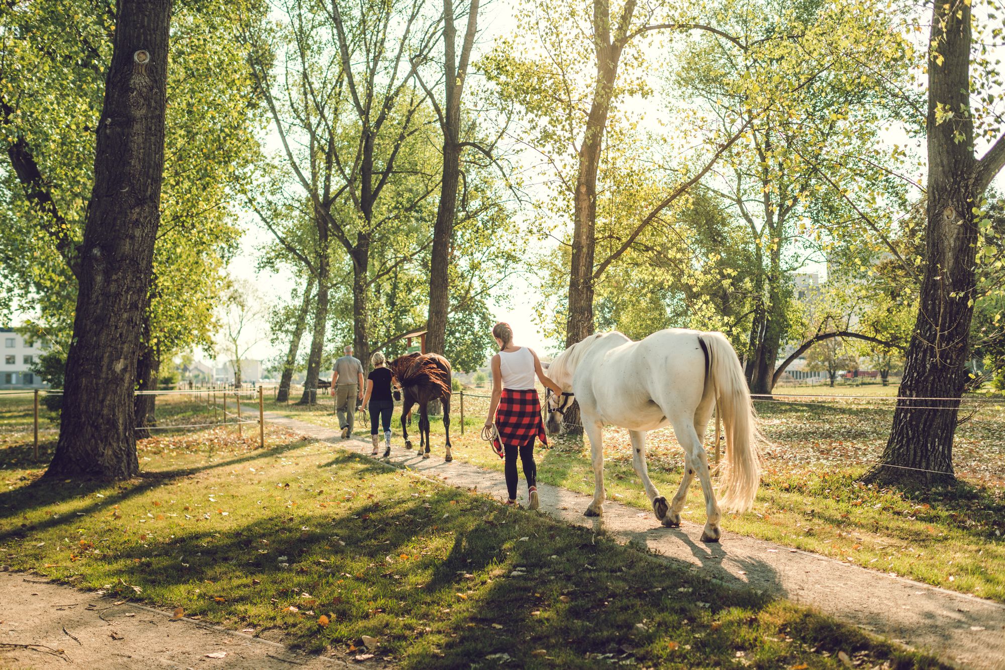 Koně (Horses)